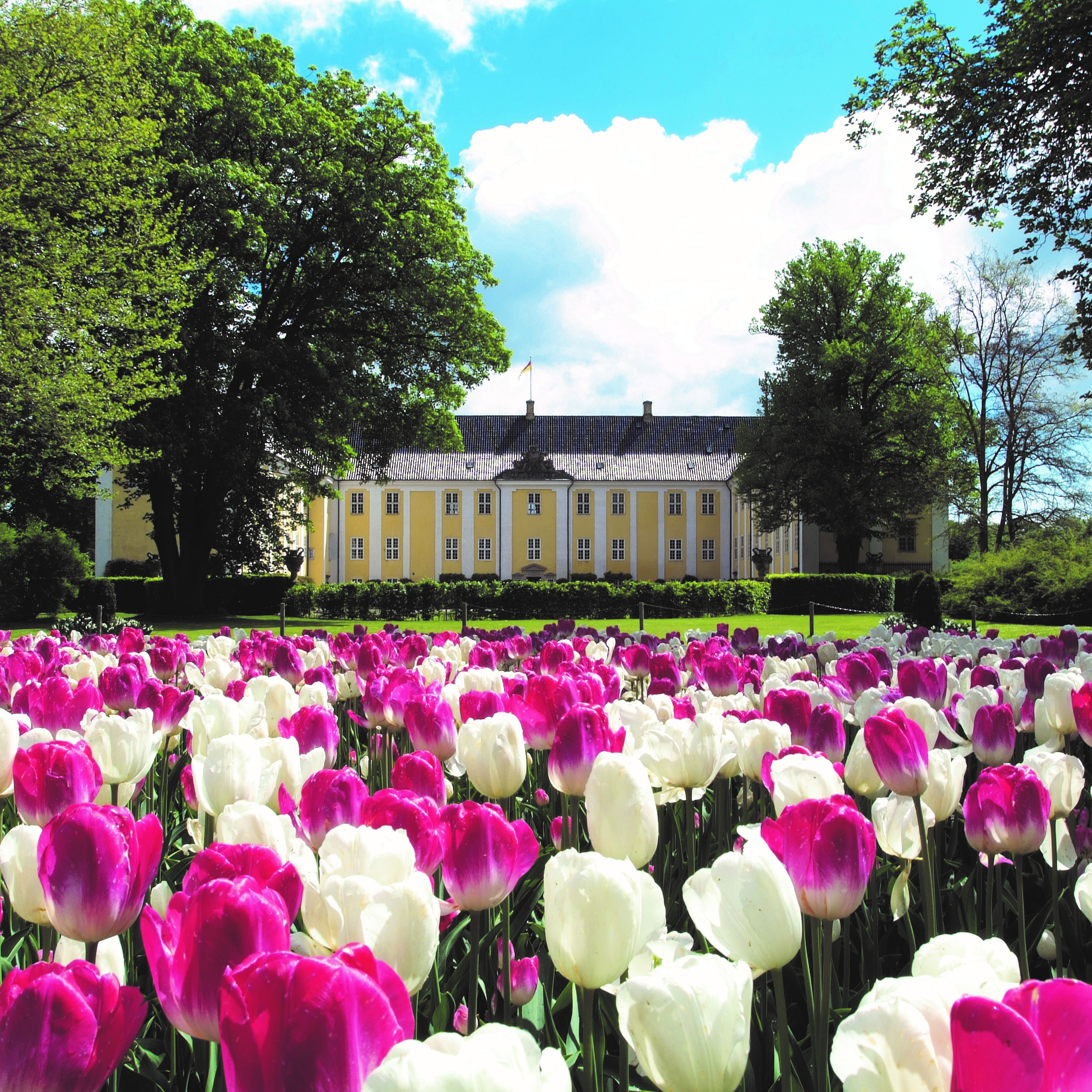 ботанический сад университета копенгагена план. знаменитый парк цветов в копенгагене. парк цветов кейкенхоф нидерланды. хельсингборг парк. парк тиволи аттракционы.